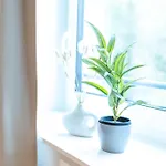 Dwellstay -